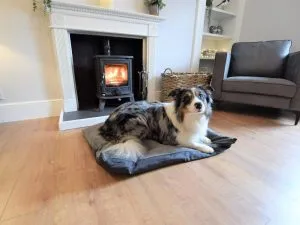 Pet Friendly Holidays in Scotland